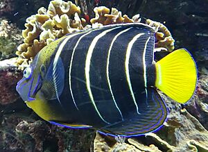 Pomacanthus chrysurus - poisson ange a oreille taché - Aqua Porte Dorée 10.JPG