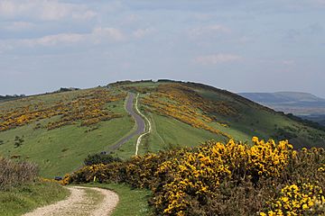 Povington Hill from Whiteway Hill.jpg