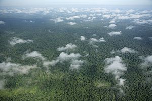 Prey Lang Forest Aerial