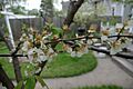 Prunus americana