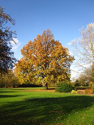 Ravenor Park-Greenford Autumn