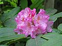 Rhododendron macrophyllum.JPG