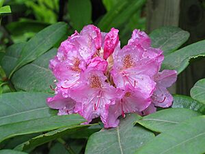 Rhododendron macrophyllum