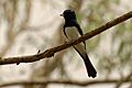 Satinflycatcher1
