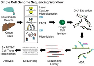 Single Cell Genome Sequencing Workflow.pdf