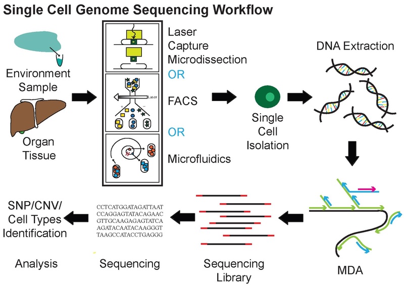 Single Cell Genome Sequencing Workflow.pdf