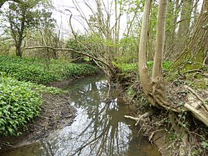 Slinfold Stream and Quarry (1)