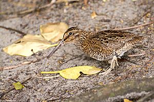 Snares snipe, tutukiwi Coenocorypha huegeli.jpg