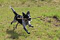Spaniel Fetching