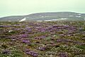 St. Matthew Island, Purple Oxytrope