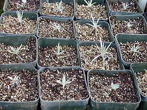 Starr 011107-0010 Argyroxiphium sandwicense subsp. macrocephalum