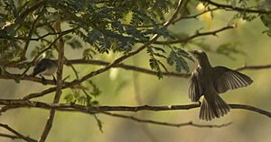 Territory protecting from Lesser Whitethroat