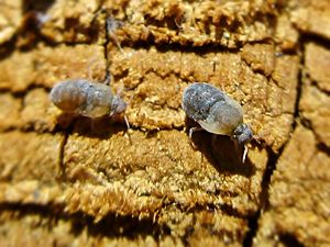 Tetraneura ulmi (Aphididae) - (gall), Elst (Gld), the Netherlands - 2