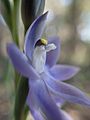Thelymitra macrophylla side view