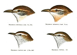 Thryothorus heads