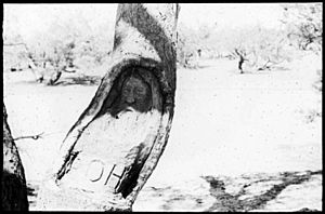Tree adjacent to the Dig tree into which John Dick in 1898 carved ROHB and a portrait of John Burke's face, 1935