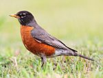A robin, the state bird of Wisconsin