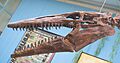 Tylosaurus proriger skull brightened