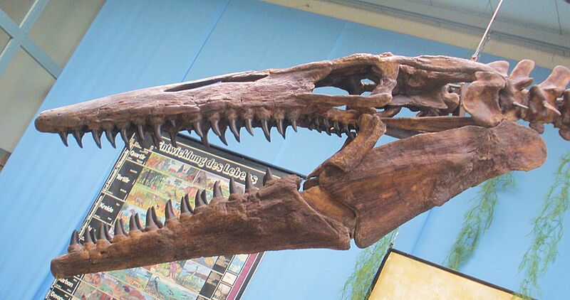 Tylosaurus proriger skull brightened