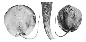 Urogymnus asperrimus 1909