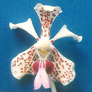Vanda-tricolor-suavis