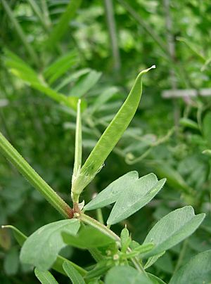 Vicia angustifolia4
