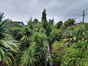 Waikumete Stream 20220125 153433