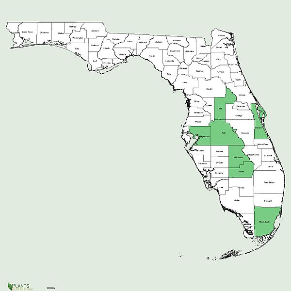 Warea carteri distribution