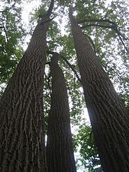 Watchung Reservation Trees