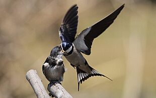 White-throated Swallow, Hirundo albigularis at Marievale Nature Reserve, Gauteng, South Africa. Sequence of two juveniles being fed on the fly by their parents. (15444840709)