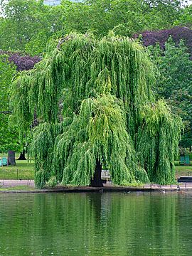 Willow Facts For Kids