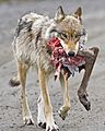 Photograph of a wolf carrying a caribou leg in its mouth