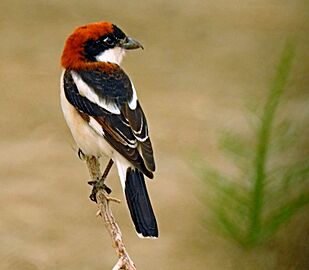 Woodchat shrike kuwait by irvin calicut DSCN2321