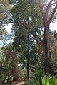 170411 588 Encinitas - San Diego Botanic Gdn, Australian Gdn, Hymenosporum flavum Sweet Shade Tree hiding under a giant Eucalyptus (33744468214)