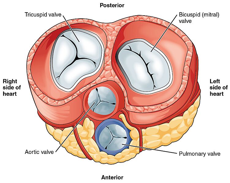 2011 Heart Valves