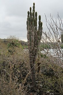 A branchy cactus on the galapagos islands