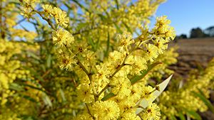 Acacia rubida flowers (9570440918)