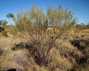 Acacia trachycarpa.jpg