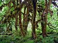 Acer macrophyllum in Hoh Rain Forest