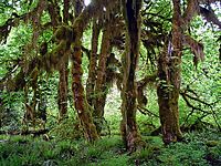 Acer macrophyllum in Hoh Rain Forest.jpg