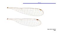 Agriocnemis argentea male wings (34017880293)