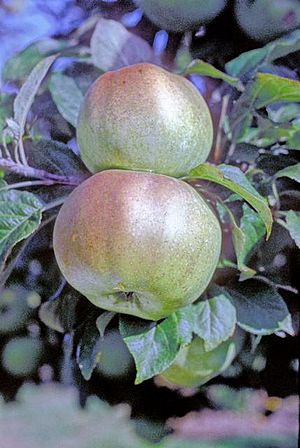 Alfriston on tree, National Fruit Collection (acc. 1957-178).jpg