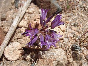 Allium-denticulatum-2.jpg