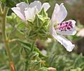 Althea officinalis corimbo
