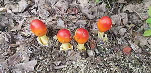 Amanita jacksonii - red mushrooms at Salem Lake in NC