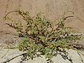 Amaranthus.spinosus1web