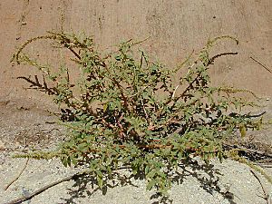 Amaranthus.spinosus1web.jpg