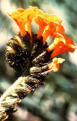 Amsinckia grandiflora.jpg