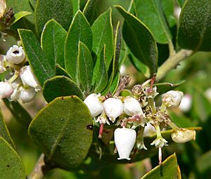 Arctostaphylos tomentosa ssp insulicola 3.jpg