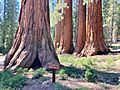 Bachelor and Three Graces Trees, Mariposa Grove, Yosemite National Park - June 2022